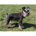 Miniature Schnauzer 8