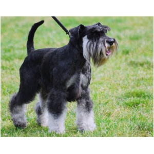 Miniature Schnauzer 9