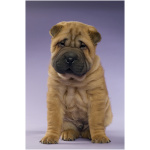 Miniature Shar Pei 6