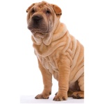 Miniature Shar Pei 9