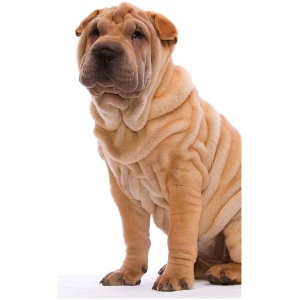 Miniature Shar Pei 9