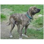 Mountain Cur 6