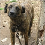 Mountain Cur 7