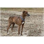 Mountain Cur 8