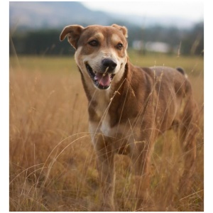 Mountain Cur 9