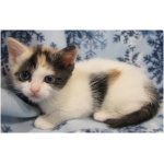 Munchkin 1