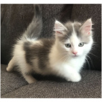 Munchkin 2