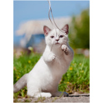 Munchkin 4