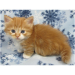 Munchkin 9