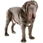 Neapolitan Mastiff 6