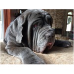 Neapolitan Mastiff 9