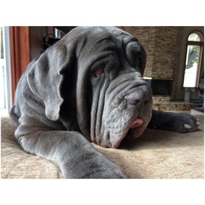 Neapolitan Mastiff 9