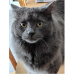 Nebelung 3