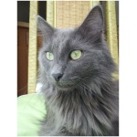 Nebelung 6