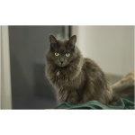 Nebelung 7
