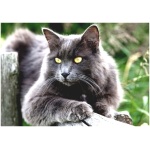Nebelung 9