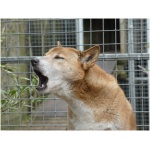 New Guinea Singing Dog 9