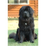 Newfoundland 0