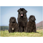 Newfoundland 1
