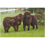 Newfoundland 2