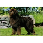 Newfoundland 3