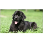 Newfoundland 5
