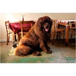Newfoundland 6