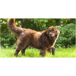 Newfoundland 7