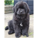 Newfoundland 8
