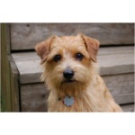 Norfolk Terrier 0