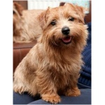 Norfolk Terrier 5