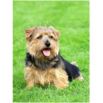 Norfolk Terrier 8