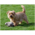 Norfolk Terrier 9