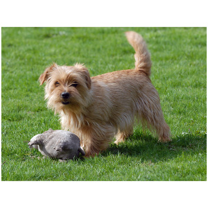 Norfolk Terrier 9