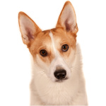 Norrbottenspets 0