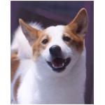 Norrbottenspets 1