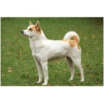 Norrbottenspets 2