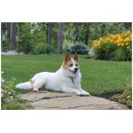 Norrbottenspets 6