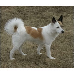 Norrbottenspets 9