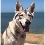 Northern Inuit Dog 0