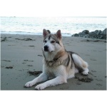 Northern Inuit Dog 1