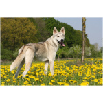 Northern Inuit Dog 3