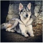 Northern Inuit Dog 5