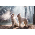 Northern Inuit Dog 7