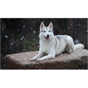 Northern Inuit Dog 9
