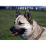 Norwegian Buhund 0
