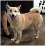 Norwegian Buhund 1