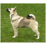 Norwegian Buhund 9