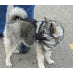Norwegian Elkhound 9