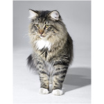 Norwegian Forest Cat 0